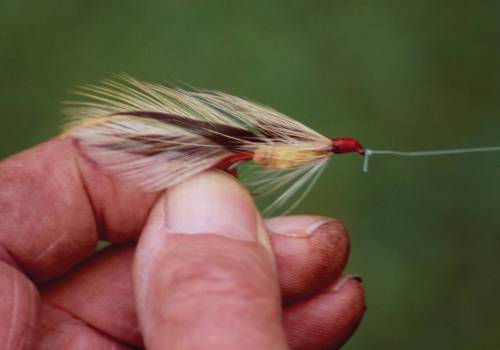 Taupo - A Trout Fisherman's dream destination | Blog